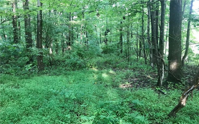 0 Palko Road, Saltsburg, 15681, ,Farm-acreage-lot,For Sale,Palko Road,1765618