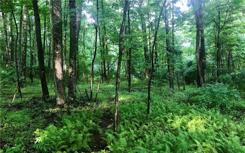 0 Palko Road, Saltsburg, 15681, ,Farm-acreage-lot,For Sale,Palko Road,1765618