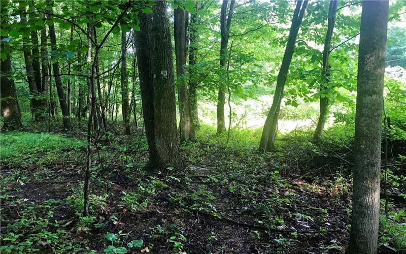0 Palko Road, Saltsburg, 15681, ,Farm-acreage-lot,For Sale,Palko Road,1765618