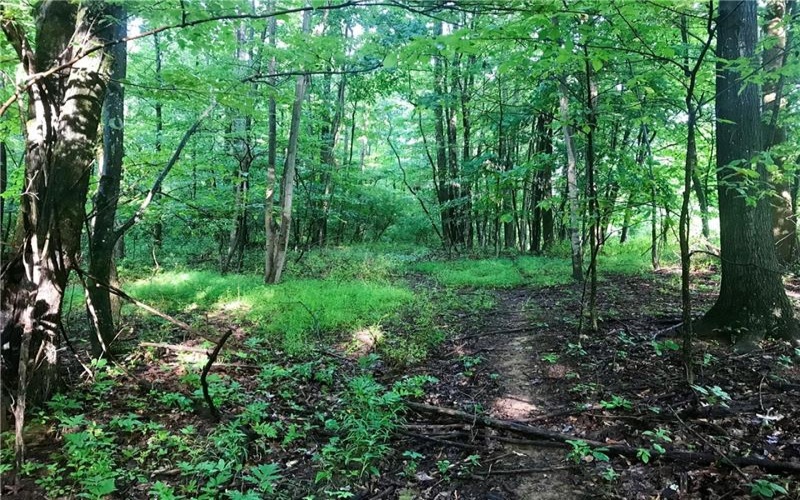 0 Palko Road, Saltsburg, 15681, ,Farm-acreage-lot,For Sale,Palko Road,1765618