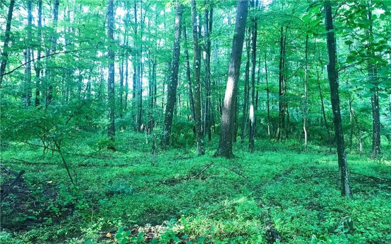0 Palko Road, Saltsburg, 15681, ,Farm-acreage-lot,For Sale,Palko Road,1765618