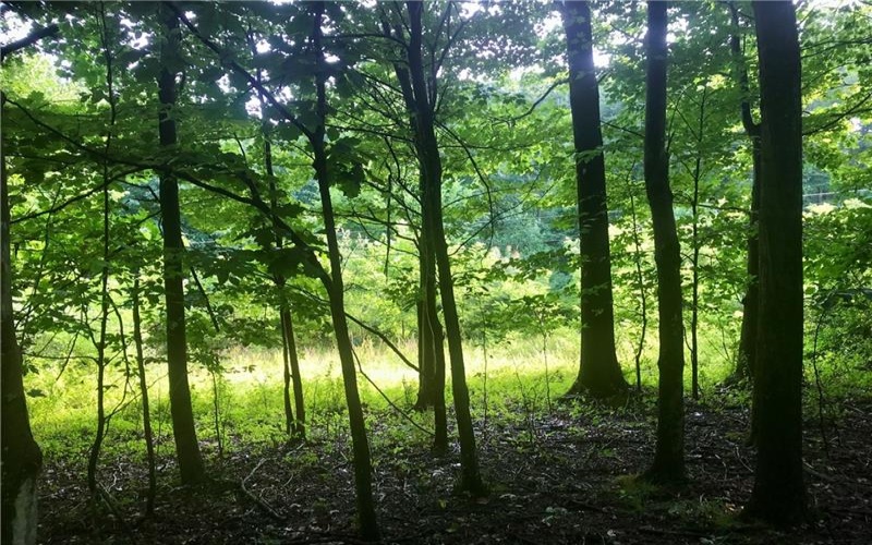 0 Palko Road, Saltsburg, 15681, ,Farm-acreage-lot,For Sale,Palko Road,1765618