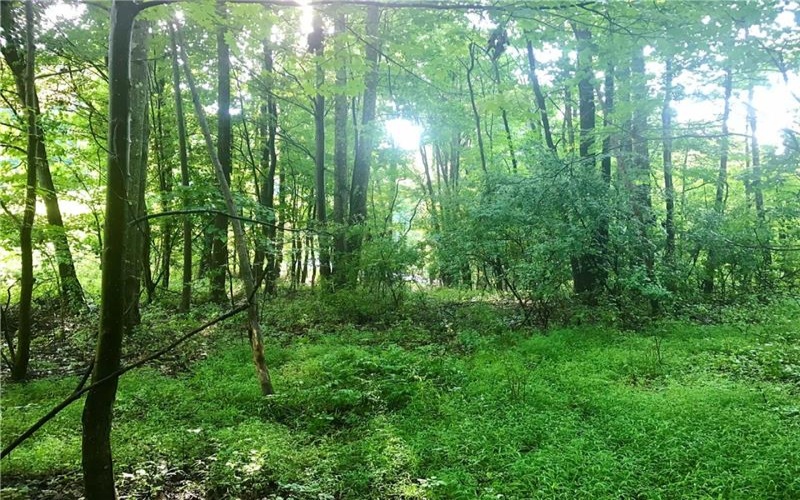 0 Palko Road, Saltsburg, 15681, ,Farm-acreage-lot,For Sale,Palko Road,1765618
