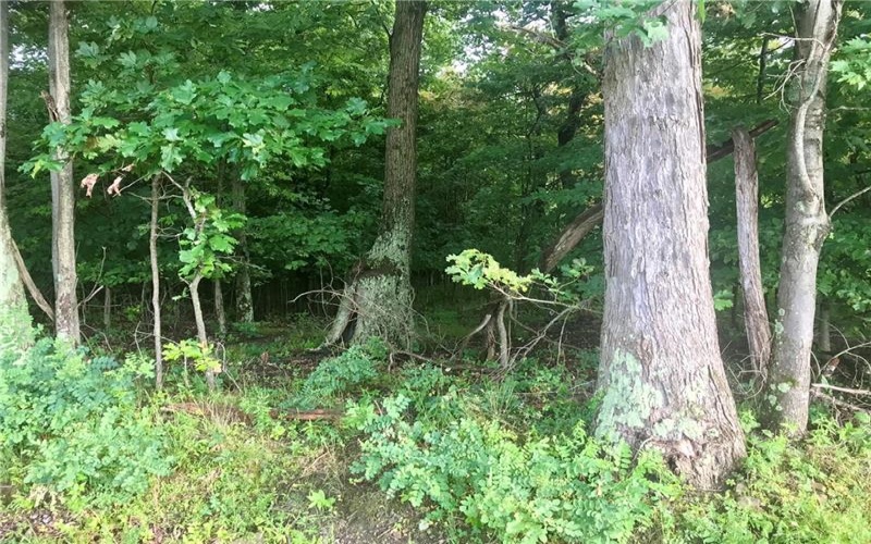 0 Palko Road, Saltsburg, 15681, ,Farm-acreage-lot,For Sale,Palko Road,1765618