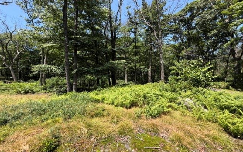 Lot 87 Laurel, Central City, 15926, ,Farm-acreage-lot,For Sale,Laurel,1767510
