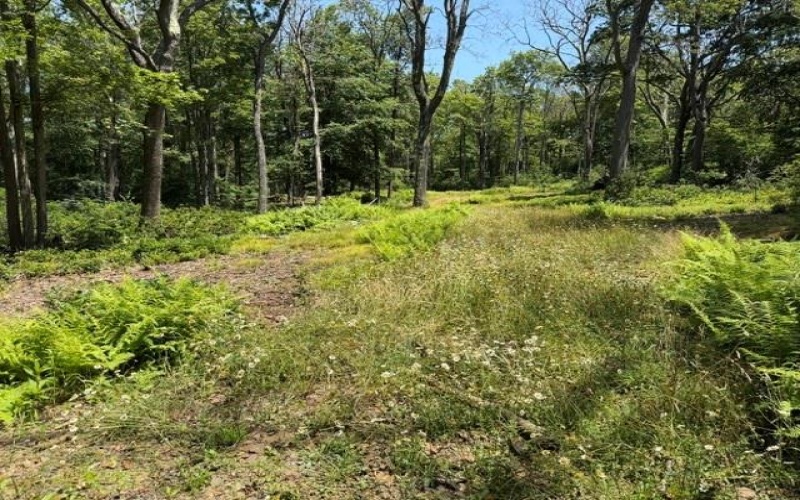 Lot 87 Laurel, Central City, 15926, ,Farm-acreage-lot,For Sale,Laurel,1767510