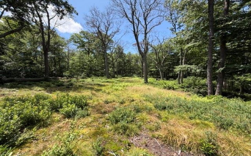 Lot 87 Laurel, Central City, 15926, ,Farm-acreage-lot,For Sale,Laurel,1767510
