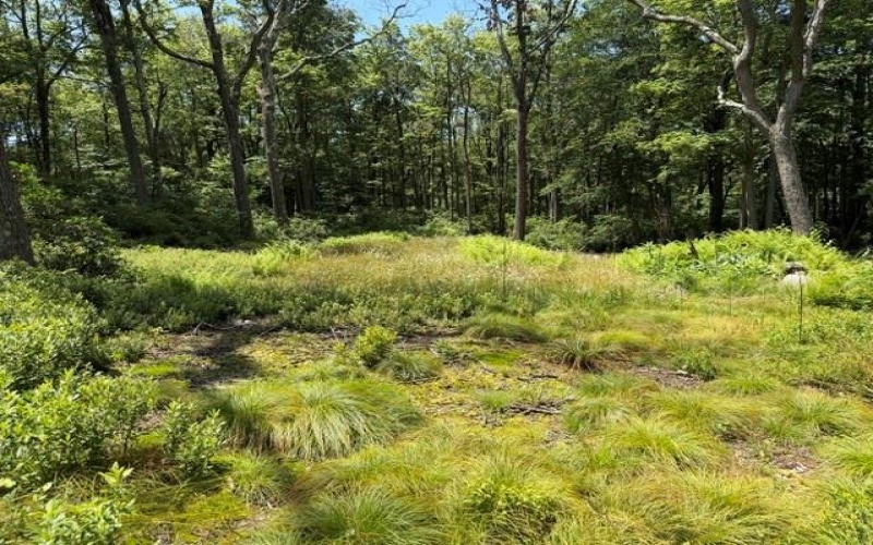 Lot 87 Laurel, Central City, 15926, ,Farm-acreage-lot,For Sale,Laurel,1767510