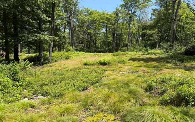 Lot 87 Laurel, Central City, 15926, ,Farm-acreage-lot,For Sale,Laurel,1767510