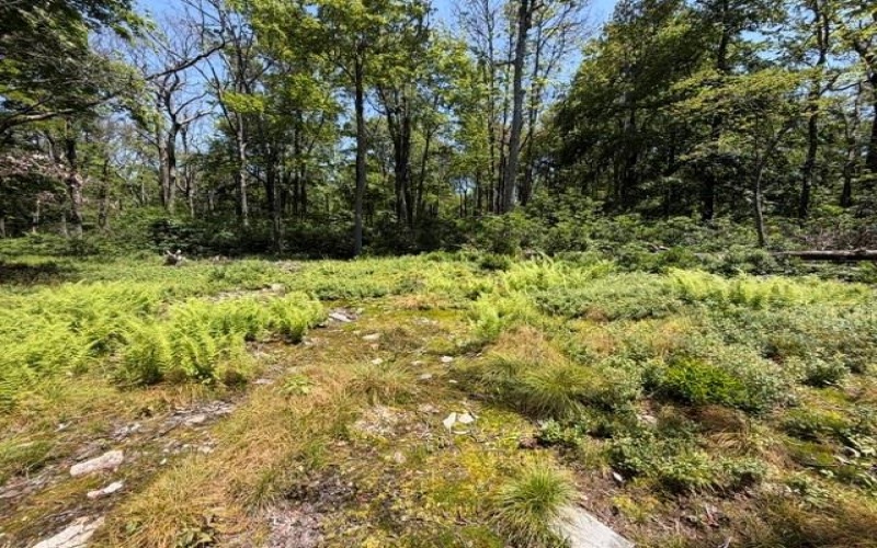 Lot 87 Laurel, Central City, 15926, ,Farm-acreage-lot,For Sale,Laurel,1767510