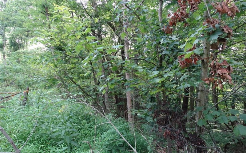 00 & 02 Moscow Rd, Amwell, 15311, ,Farm-acreage-lot,For Sale,Moscow Rd,1768825