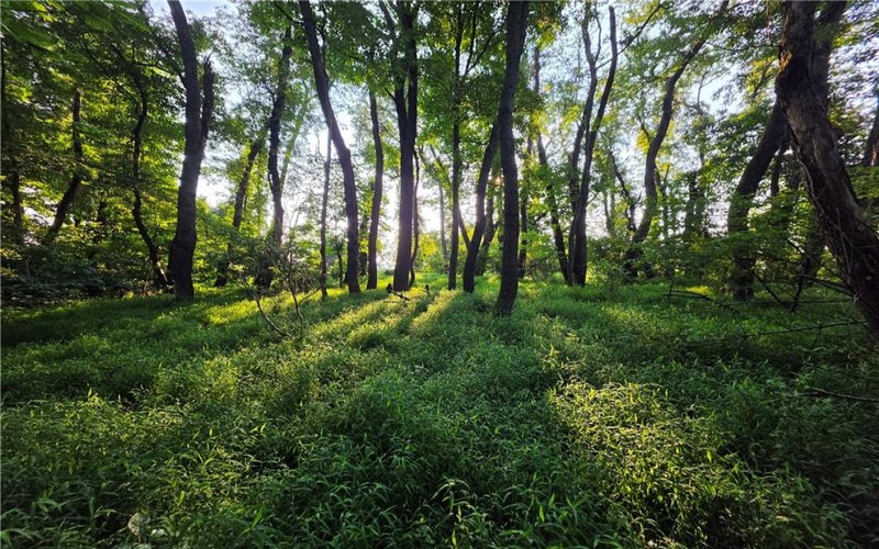 0 Darr Rd, Belle Vernon, 15012, ,Farm-acreage-lot,For Sale,NA,Darr Rd,1770719