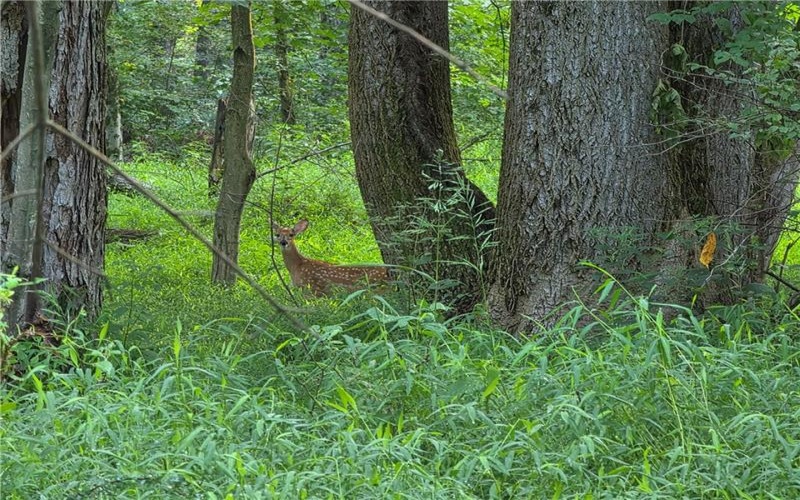 0 Darr Rd, Belle Vernon, 15012, ,Farm-acreage-lot,For Sale,NA,Darr Rd,1770719