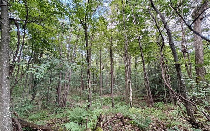 138 Dusty Ln, Somerset, 15501, ,Farm-acreage-lot,For Sale,Dusty Ln,1771206