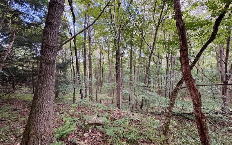 138 Dusty Ln, Somerset, 15501, ,Farm-acreage-lot,For Sale,Dusty Ln,1771206