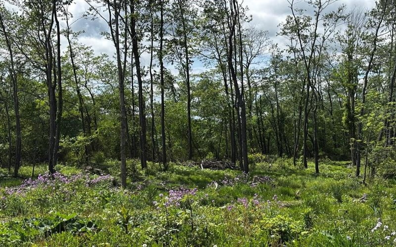 0 Ridge Rd, Hooversville, 15936, ,Farm-acreage-lot,For Sale,Ridge Rd,1771343