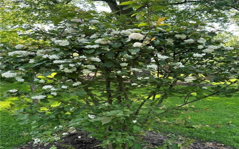 0 McMurray, Venetia, 15367, ,Farm-acreage-lot,For Sale,NA,McMurray,1754170